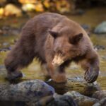 Bear Hunting for Salmon in Creek, Taylor Creek, Lake Tahoe, CA